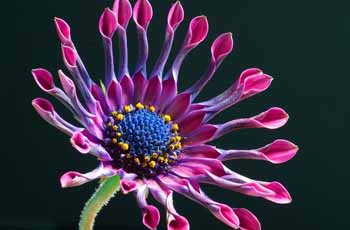 账号授权平台的DDOS平台