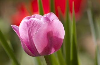 CC在线压力测试